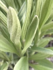 Antennaria pulcherrima
