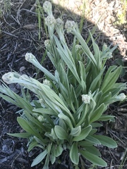 Antennaria pulcherrima