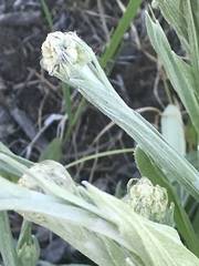 Antennaria pulcherrima