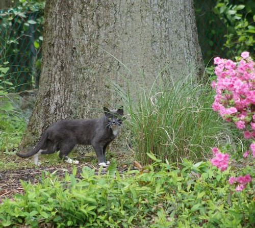 photo of Domestic Cat (Felis catus)