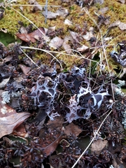 Masonhalea richardsonii