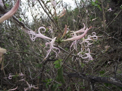 Anisacanthus puberulus