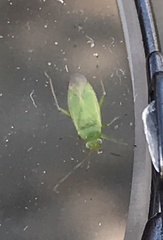 Orthotylus