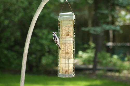 photo of Downy Woodpecker (Dryobates pubescens)