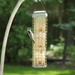 photo of Downy Woodpecker (Dryobates pubescens)