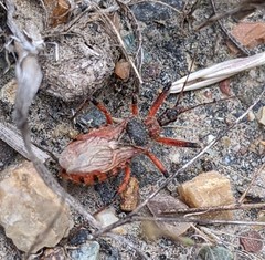 Rhynocoris ventralis