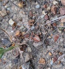 Rhynocoris ventralis