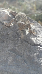 Sceloporus merriami