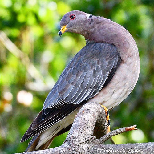 Band-tailed Pigeon