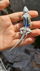 Sceloporus merriami
