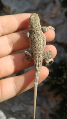 Sceloporus merriami
