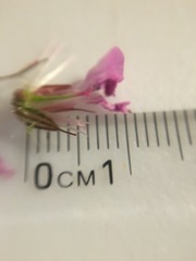 Geranium robertianum