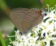 Satyrium kingi