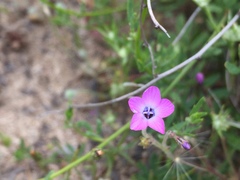 Gilia tenuiflora