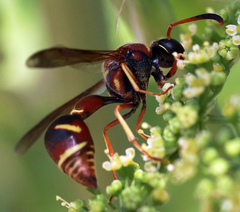 Eumenes smithii