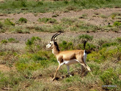 Gazella subgutturosa