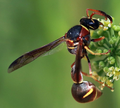 Eumenes smithii