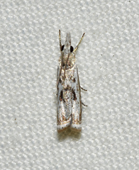 Microcrambus kimballi
