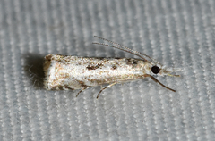 Microcrambus kimballi