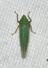 Draeculacephala bradleyi