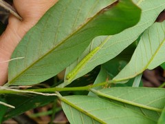 Pseudosphetta moorei