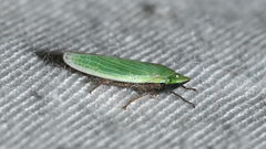 Draeculacephala bradleyi