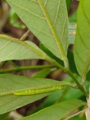 Pseudosphetta moorei