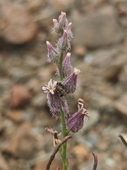 Streptanthus brachiatus