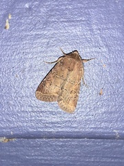 Protorthodes oviduca