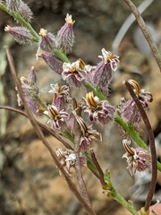 Streptanthus brachiatus
