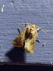 Protorthodes oviduca