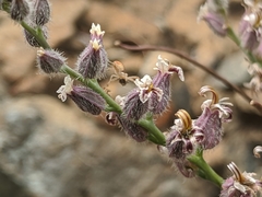 Streptanthus brachiatus