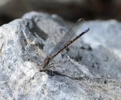 Argia munda