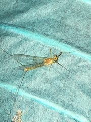 Stenacron interpunctatum