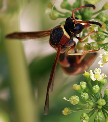 Eumenes smithii