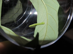 Pseudosphetta moorei