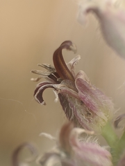 Streptanthus brachiatus