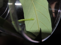 Pseudosphetta moorei