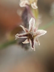 Streptanthus brachiatus