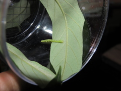 Pseudosphetta moorei