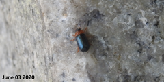 Smaragdina semiaurantiaca