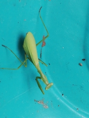 Miomantis caffra
