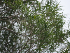 Nestegis montana