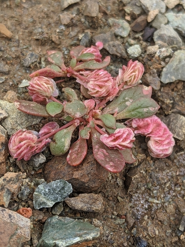 Image of Calyptridium quadripetalum by no rights reserved