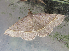 Paracolax trilinealis