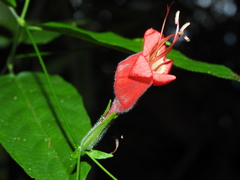 Ruellia inflata