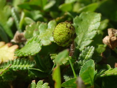 Leptinella dioica dioica