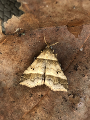 Phalaenophana pyramusalis