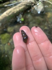 Juga plicifera
