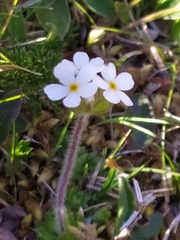 Androsace chamaejasme